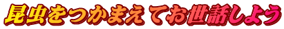 昆虫をつかまえてお世話しよう