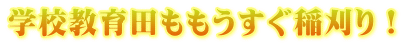 学校教育田ももうすぐ稲刈り！
