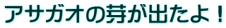 アサガオの芽が出たよ！