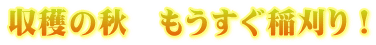 収穫の秋　もうすぐ稲刈り！